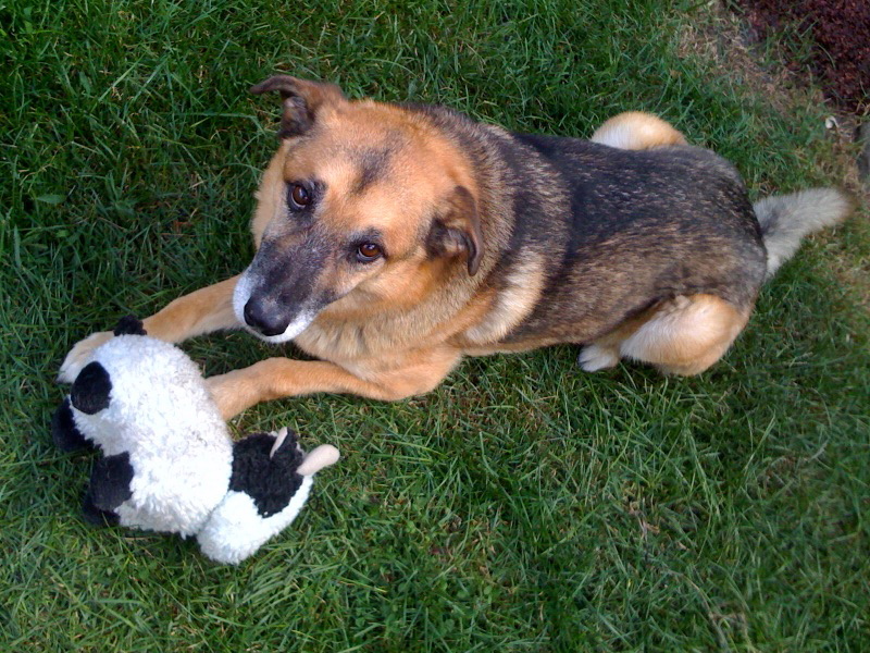 Orbit With His Favorite Toy
