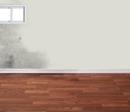 Revive and Renew: Essential Steps in Water Damage Restoration