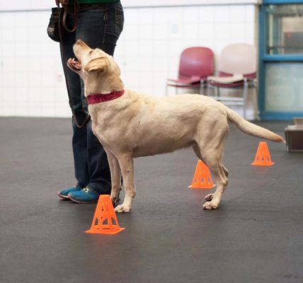 From Puppies to Pros The Journey of a Successful Dog Trainer