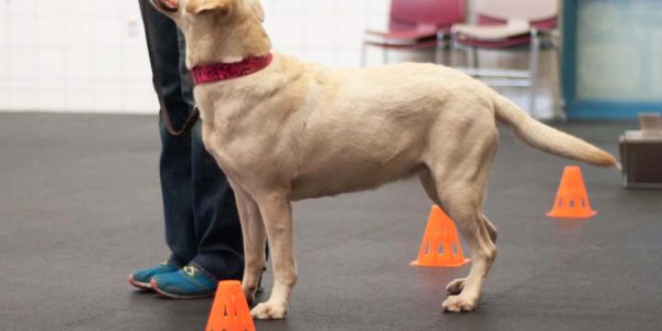 From Puppies to Pros The Journey of a Successful Dog Trainer