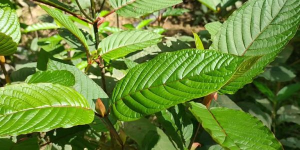 Quality Kratom Vendors You Can Trust