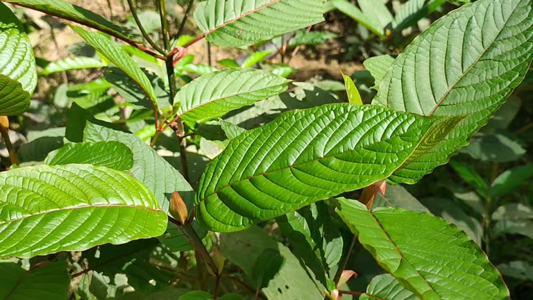 Quality Kratom Vendors You Can Trust