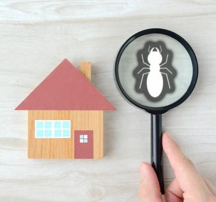 Why Regular Pest Control Services Are Essential for Archdale Residents