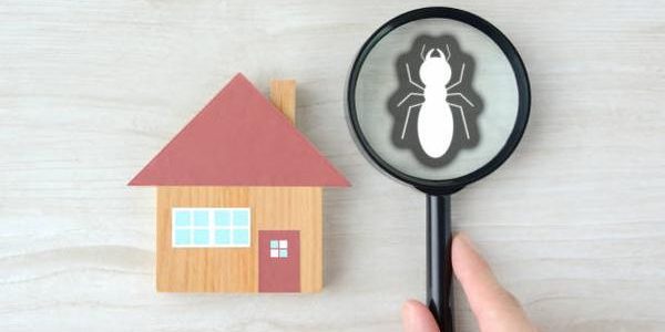 Why Regular Pest Control Services Are Essential for Archdale Residents