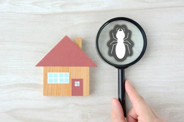 Why Regular Pest Control Services Are Essential for Archdale Residents