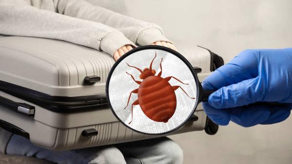 Effective Strategies for Bed Bug Extermination: Tips and Techniques